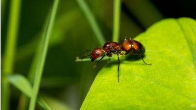 Najlepsze gatunki mrówek do hodowli mrówek – kompletny przewodnik dla początkujących  Buy Ants, Formicaria & Ant Accessories | AntOnTop