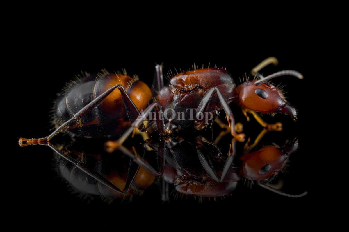 Camponotus Nicobarensis Anton Zestaw „Diament”