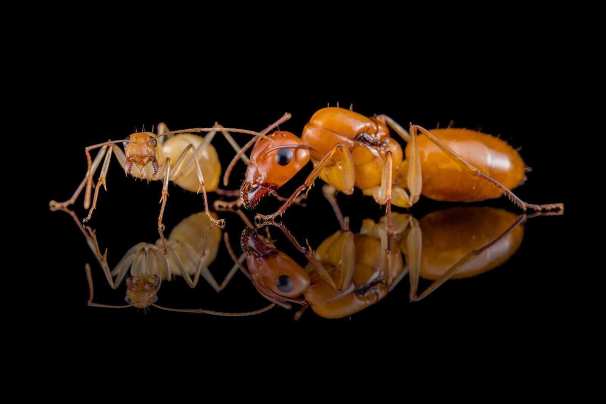 camponotus turkestanus Camponotus turkestanus