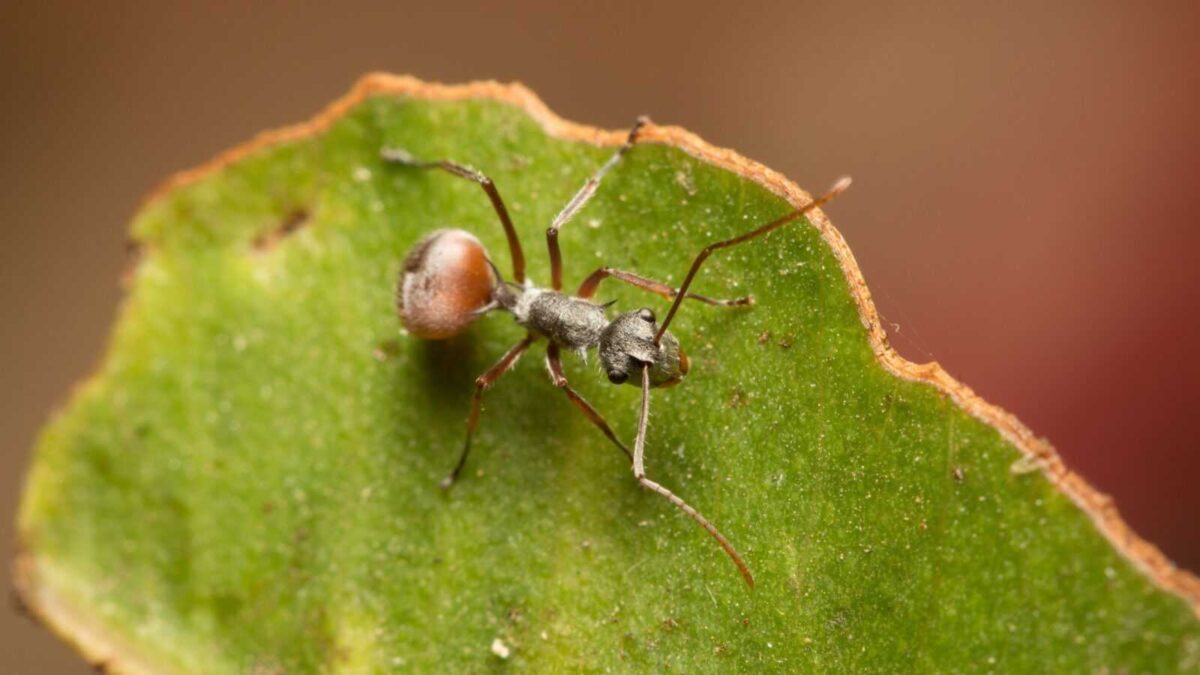 дизайн без назви 1 Polyrhachis bicolor