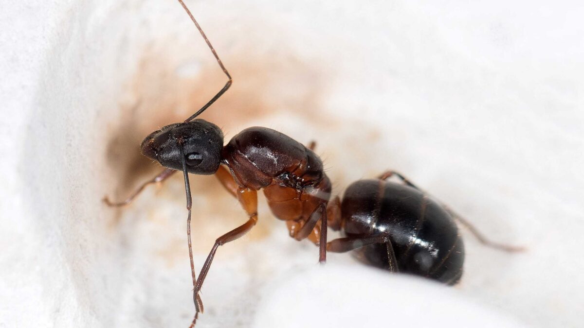 Mehr als 20 Camponotus barbaricus