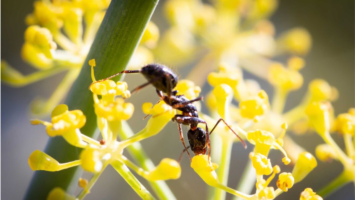 mehr als 22 Camponotus aethiops