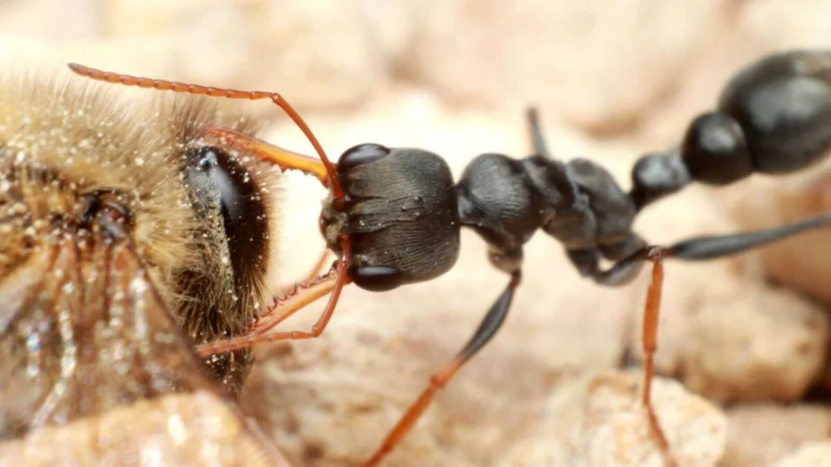 dizajn bez nazvi 3 Myrmecia pilosula