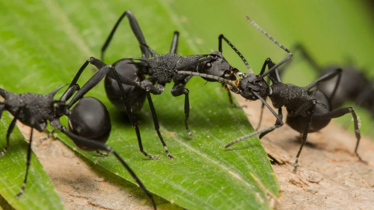 дизайн без назви 31 Polyrhachis armata