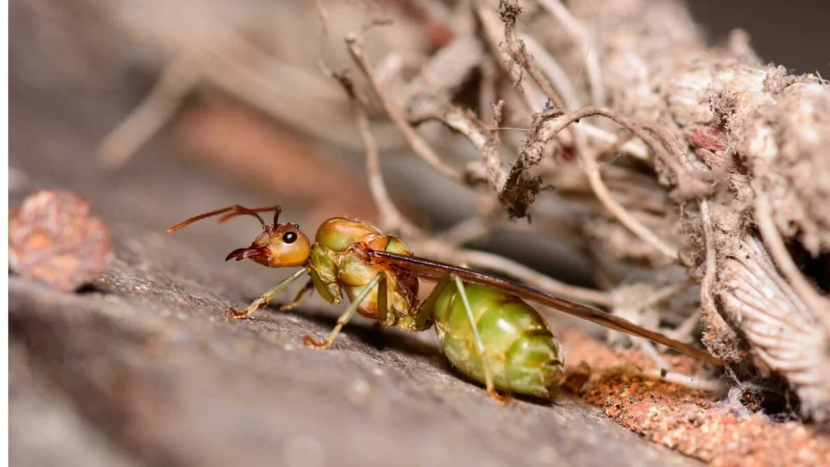 bis 32 Jahre alt – Kopie Oecophylla smaragdina