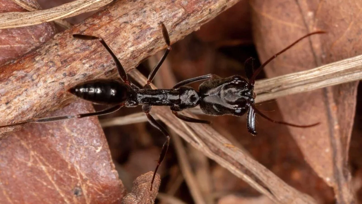 dizajn bez nazvi 9 Odontomachus latidens