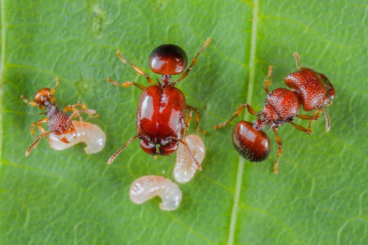 "Acanthomyrmex thailandensis - вишуканий вид мурах"