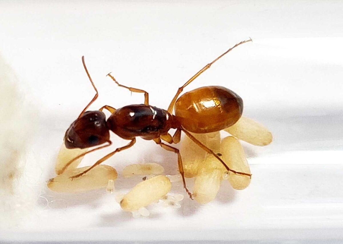 inshot 20220610 105024256 лускатий Camponotus fedtschenkoi