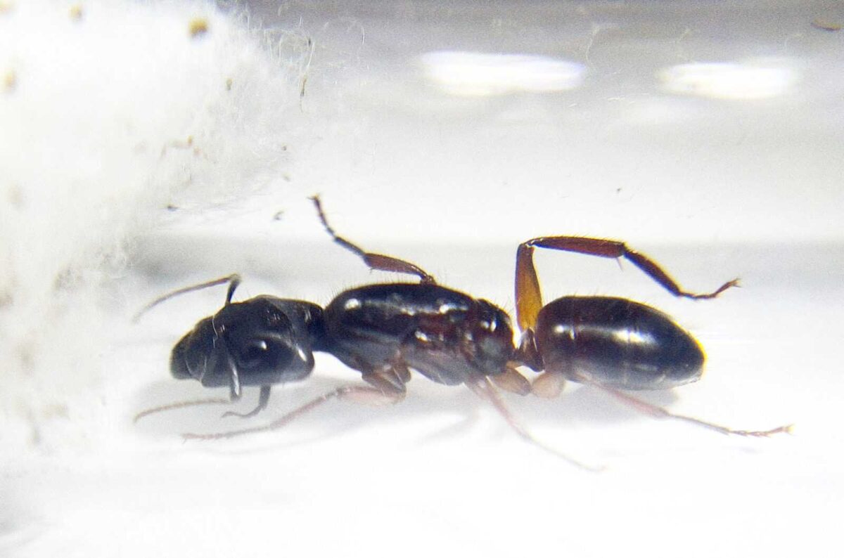 inshot 20230125 142156430 Camponotus pressipes a escala