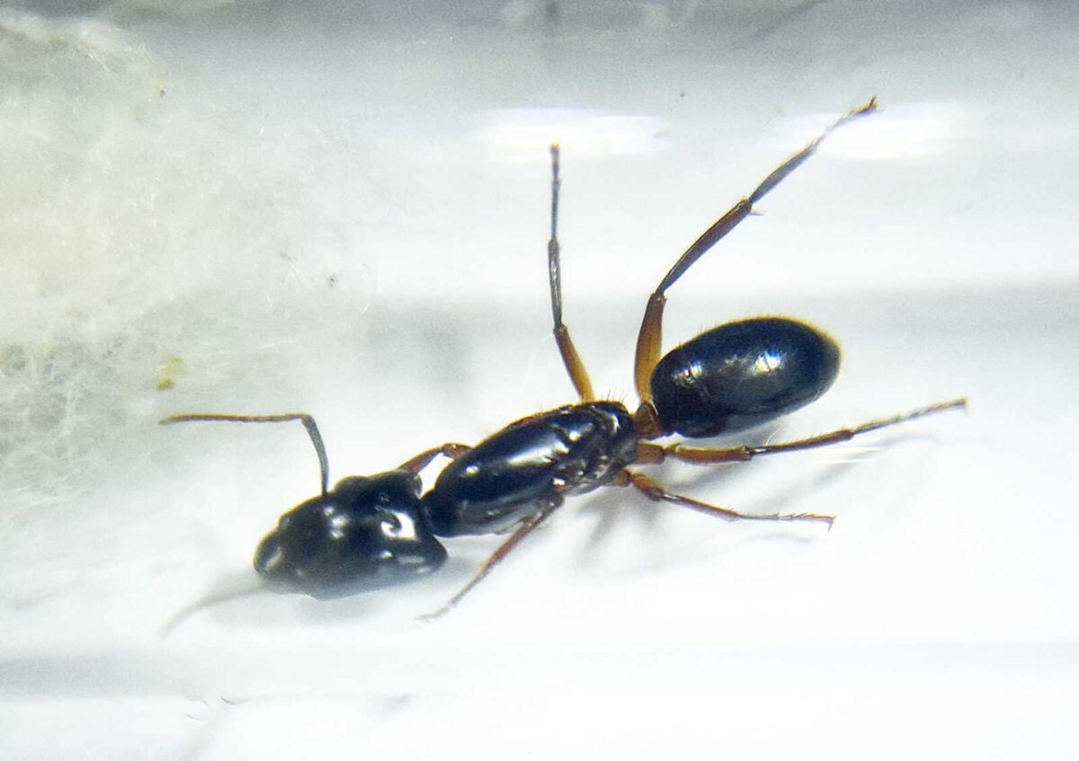 wstrzyknięcie 20230125 142223627 łuskowane Camponotus pressipes