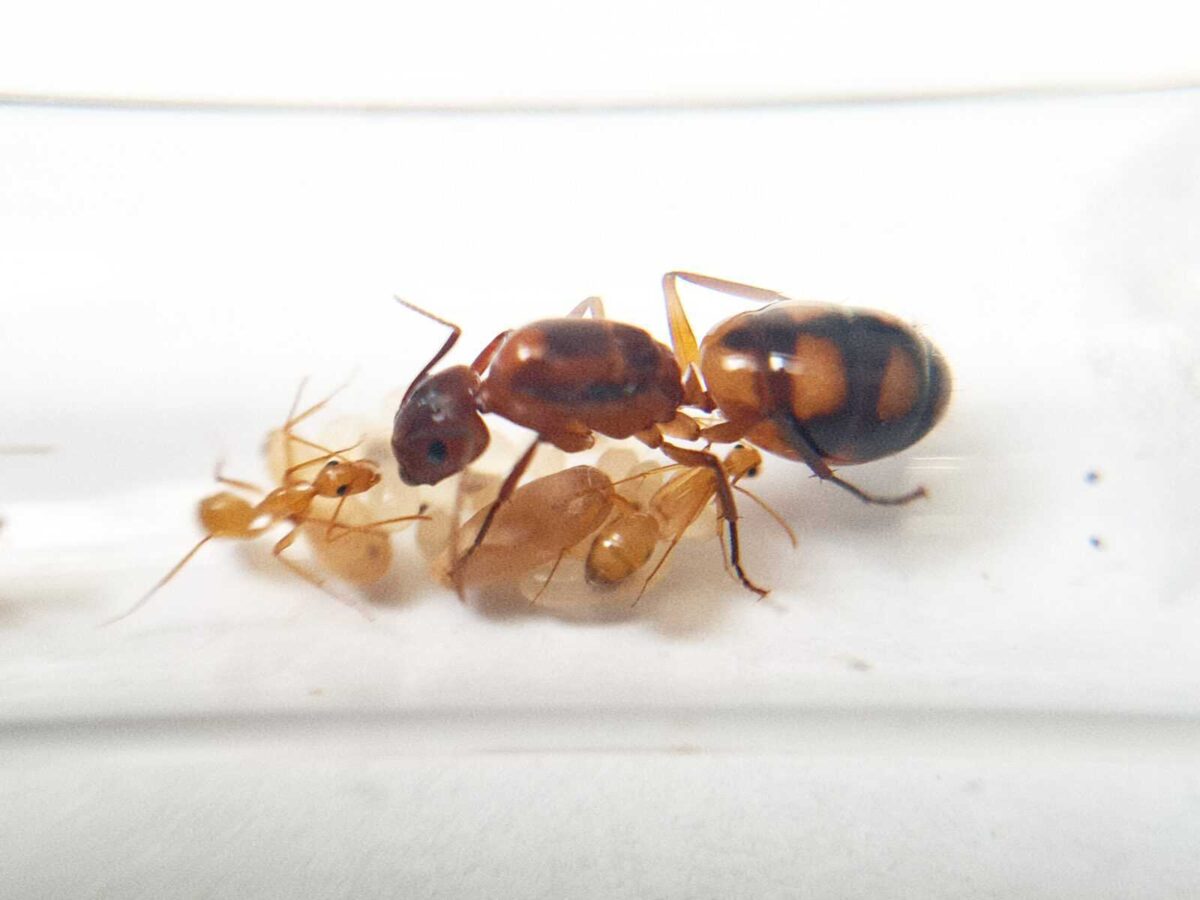 inshot 20230314 165054652 scaled Camponotus christi ambustus