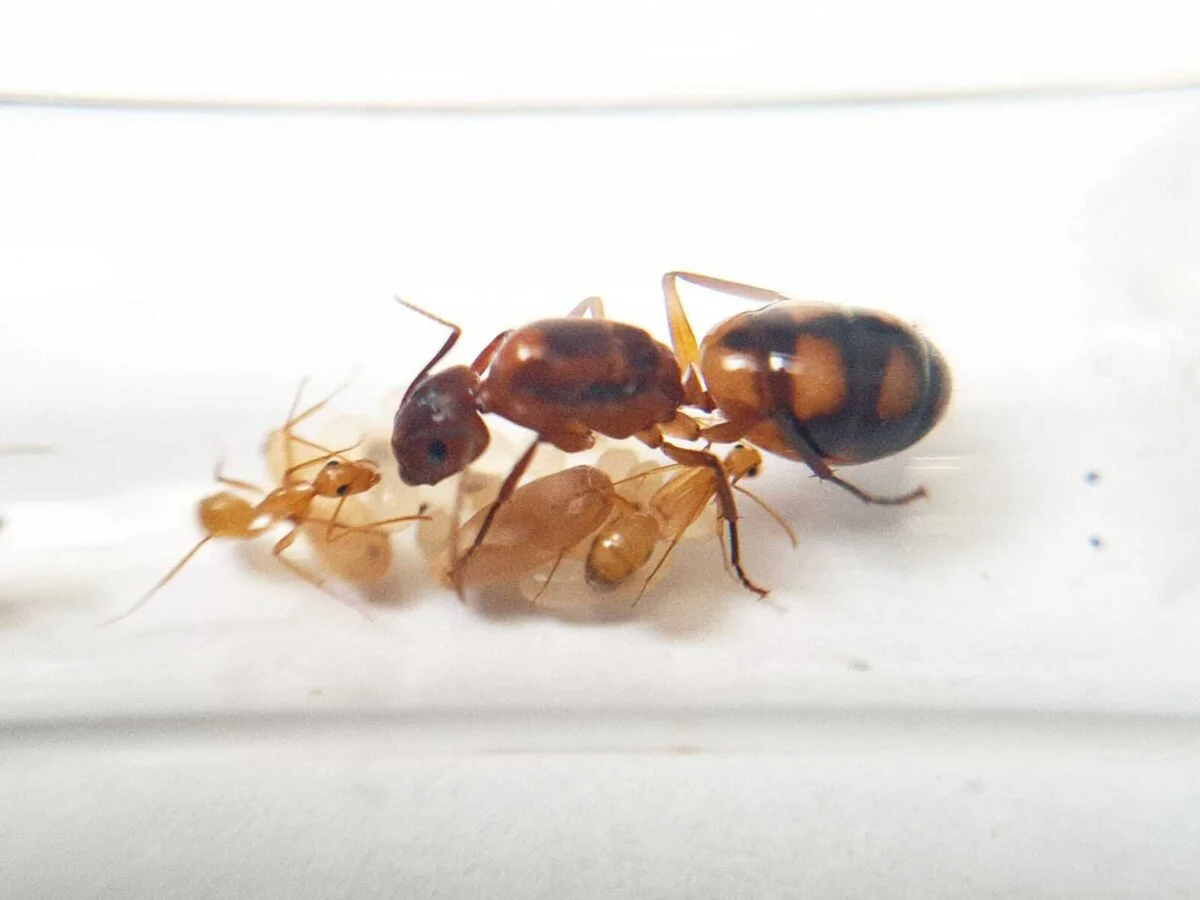 inshot 20230314 165054652 лускатий Camponotus christi ambustus