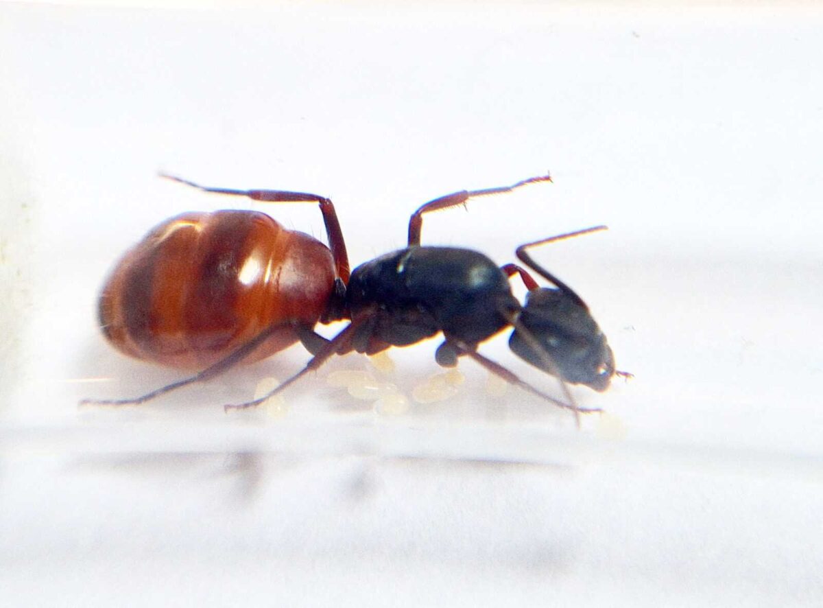 inshot 20230608 111038500 scaled Camponotus CA02