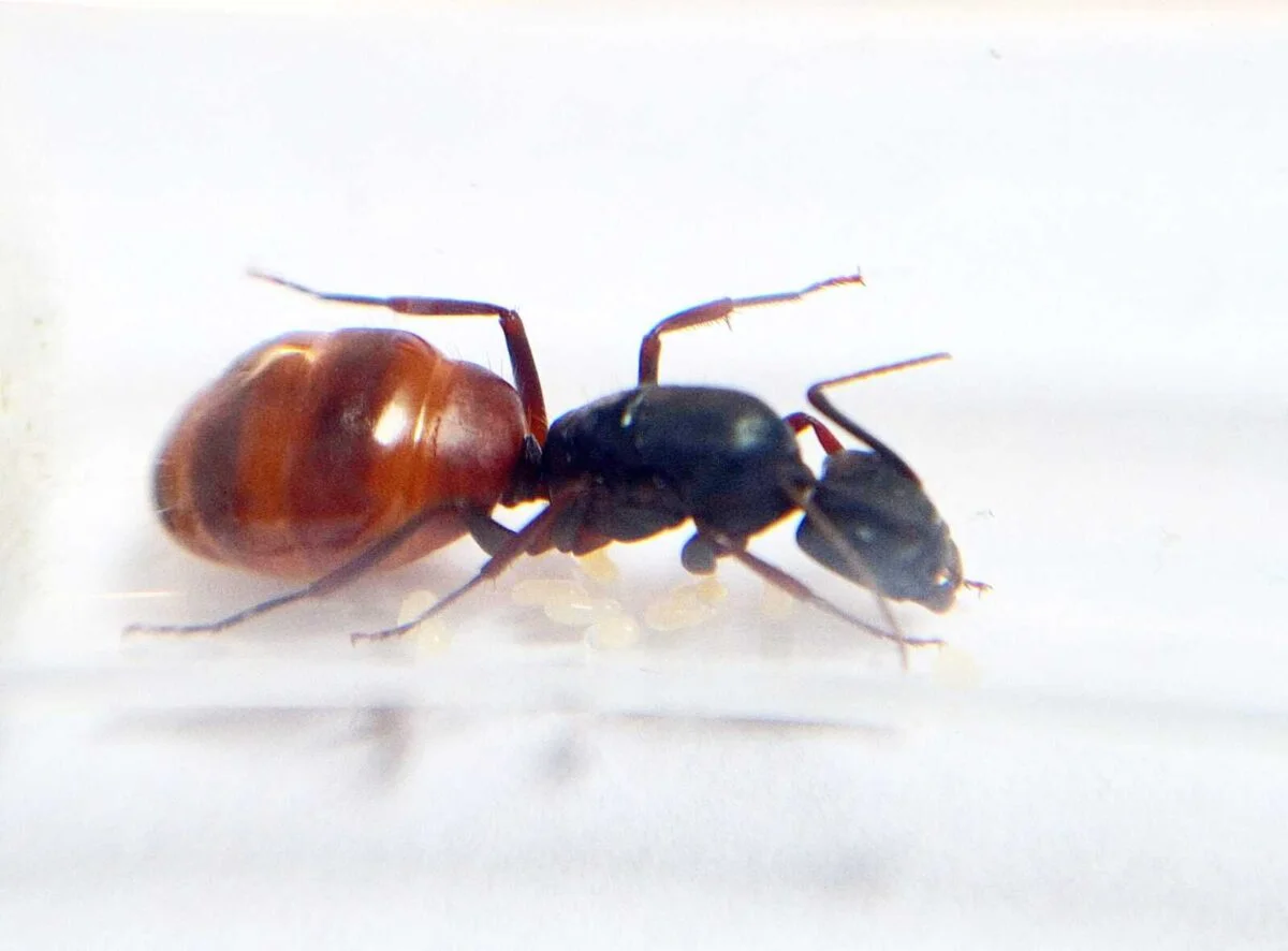 inshot 20230608 111038500 лускатий Camponotus CA02