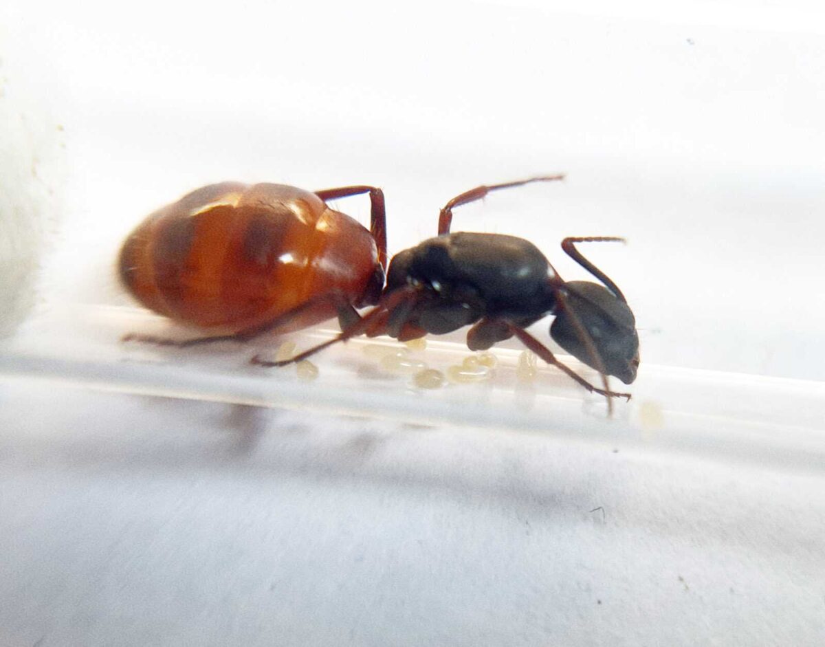 inshot 20230608 111133002 scaled Camponotus CA02