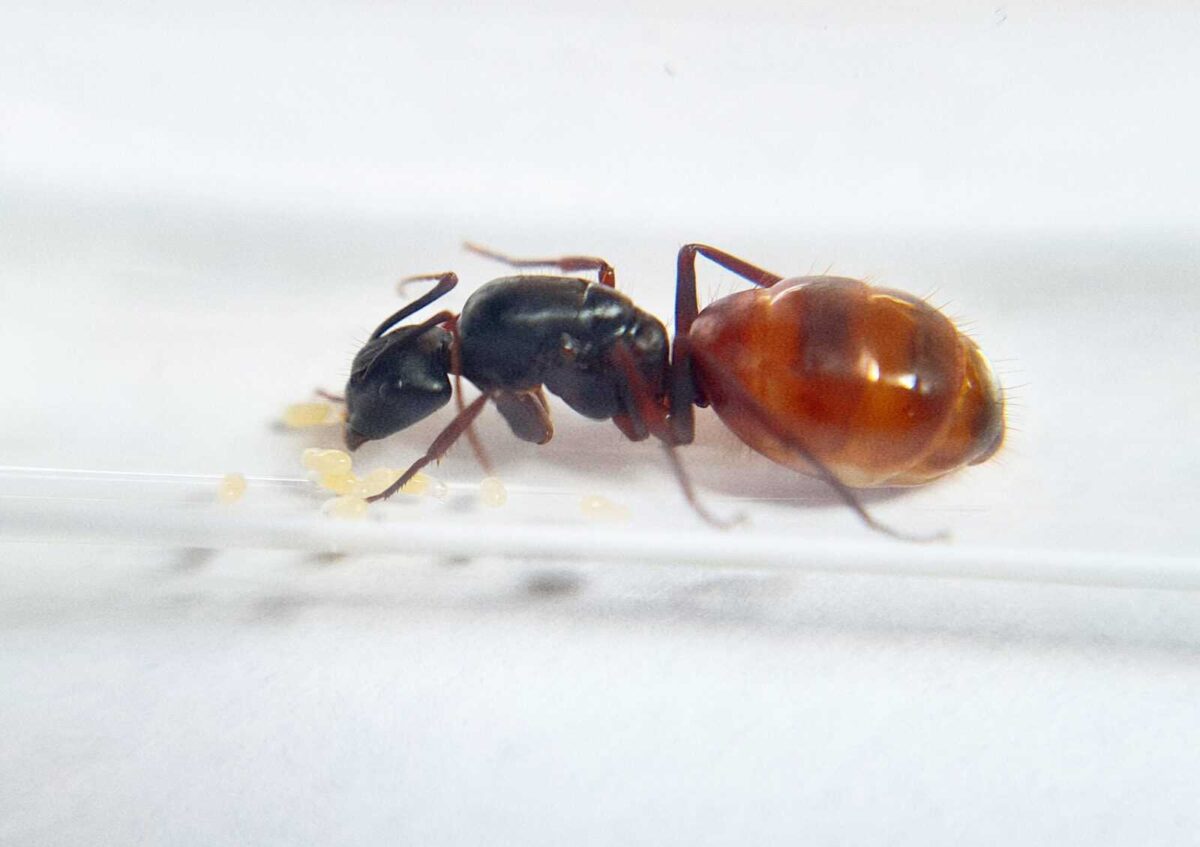 inshot 20230608 112229601 scaled Camponotus CA02