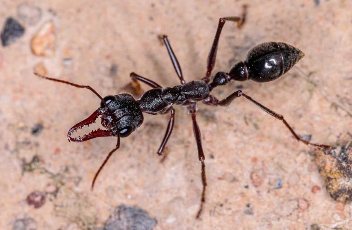 myrm simil Myrmecia similllina