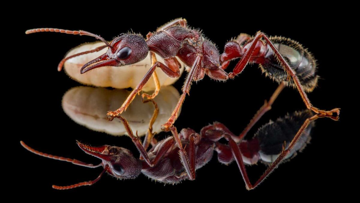 myrmecia fotficata reine1 Myrmecia forficata