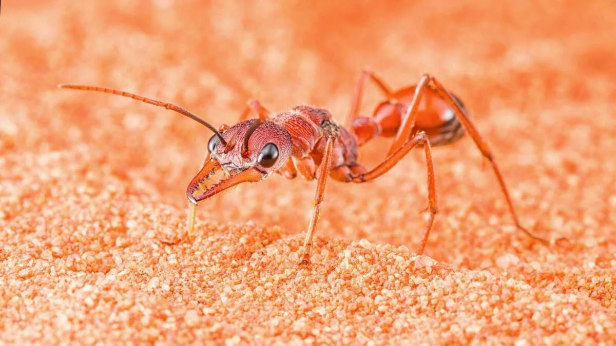 myrmecia nigriscapa sabbia arancione 6 Myrmecia nigriscapa