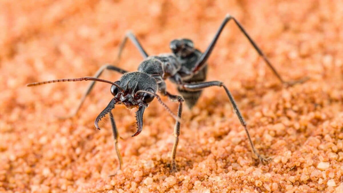 Myrmecia pyriformis couleur 8 Myrmecia pyriformis