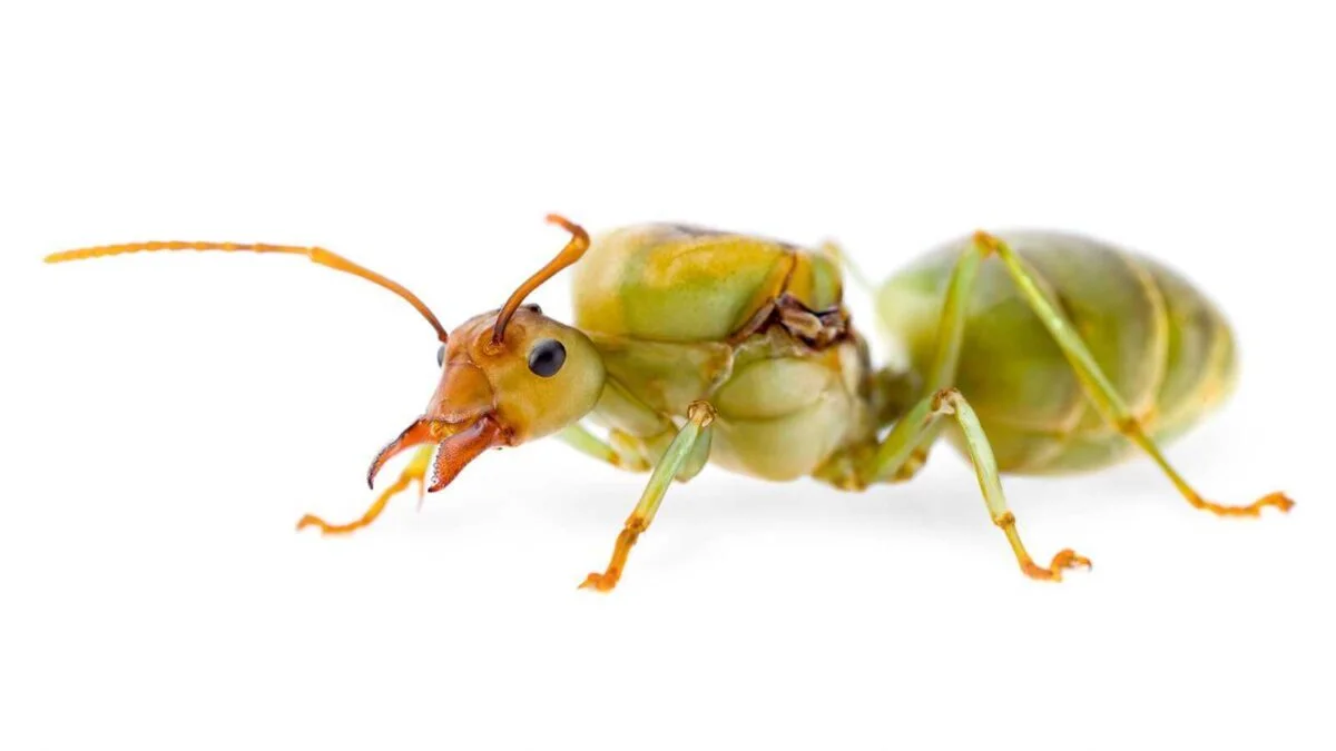 Oecophylla smaragdina Königin weiß 4 Oecophylla smaragdina