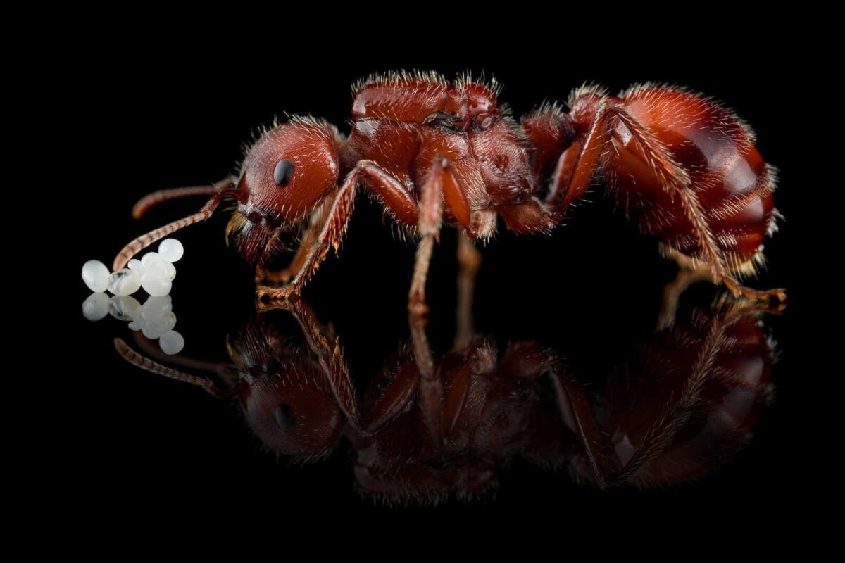 Pogonomyrmex barbatus