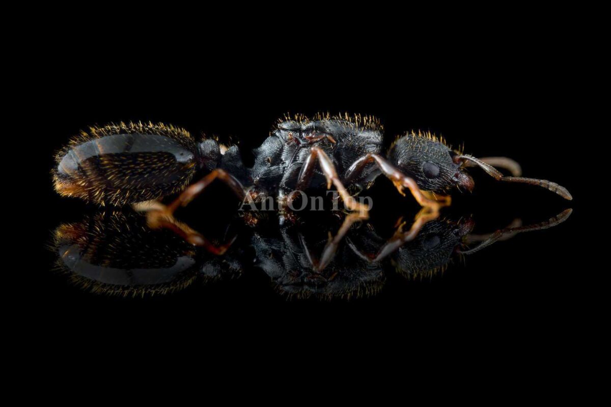 tetramorium anton Tetramoirum caespitum