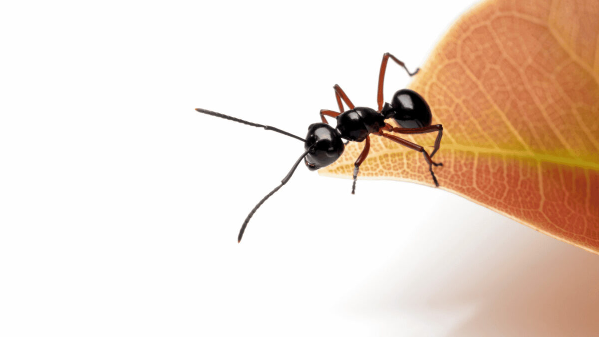 „Suplement Polyrhachis laevissima – naturalny i skuteczny”