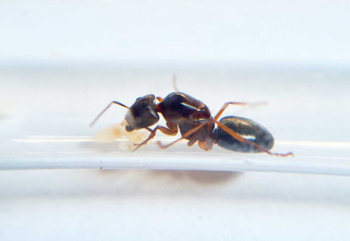 "Hormiga Camponotus fervidus en su hábitat".