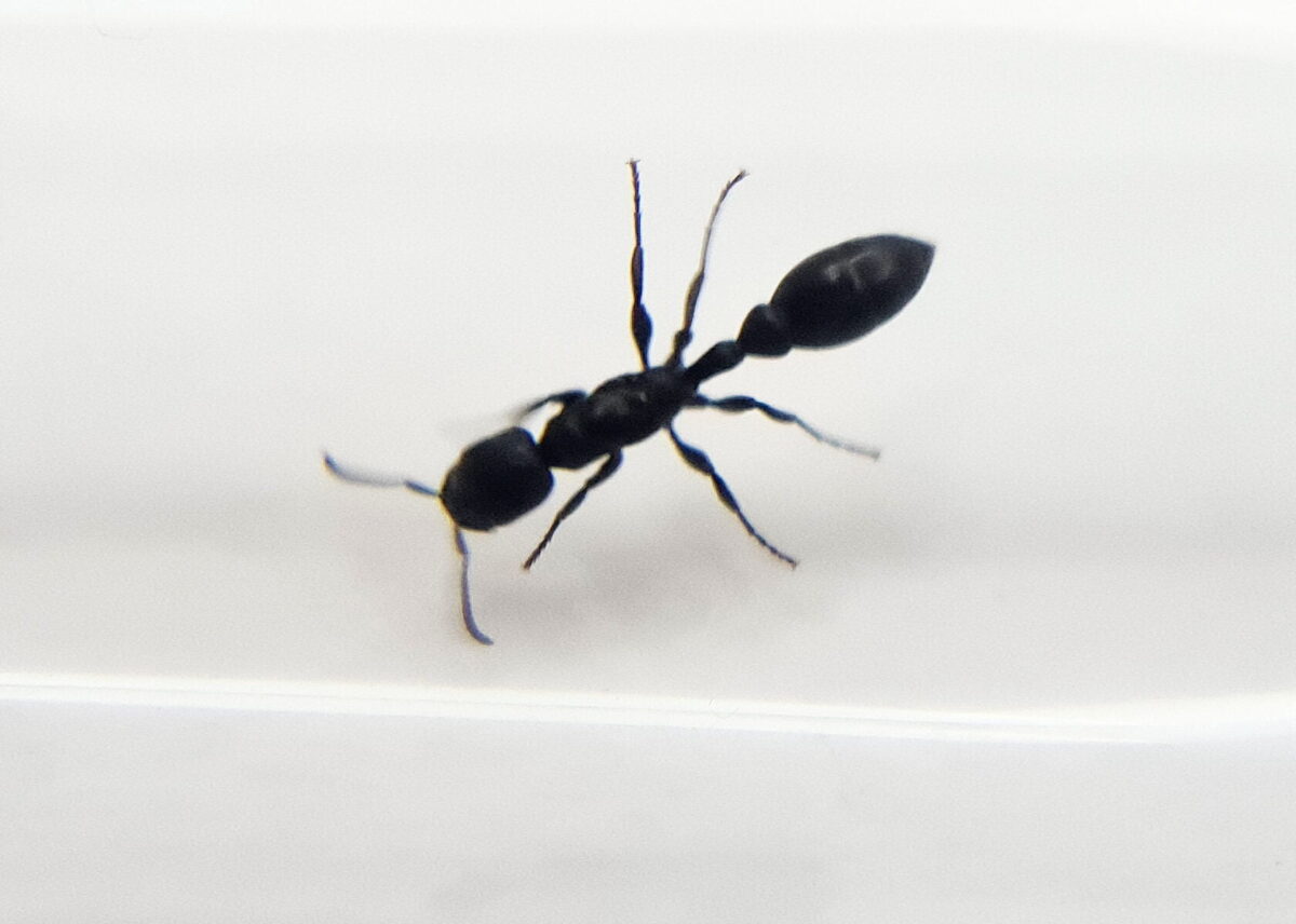 „Pseudomyrmex lynceus: wydajny i wszechstronny produkt”