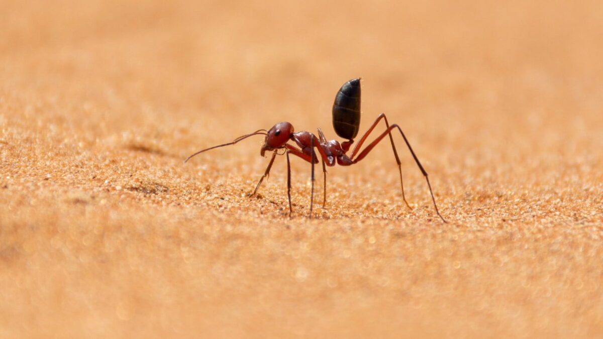 Fourmi 'Cataglyphis bicolor' avec un motif bicolore caractéristique.