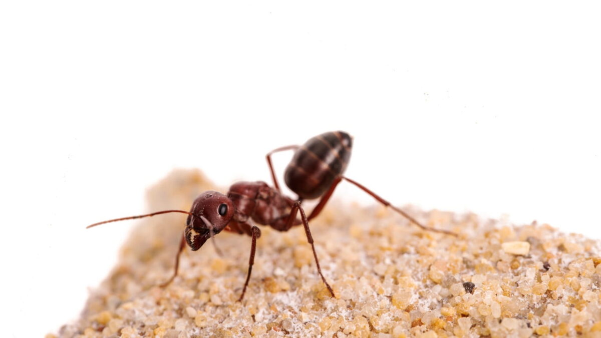 "Cataglyphis bicolor: formica del deserto veloce e agile."