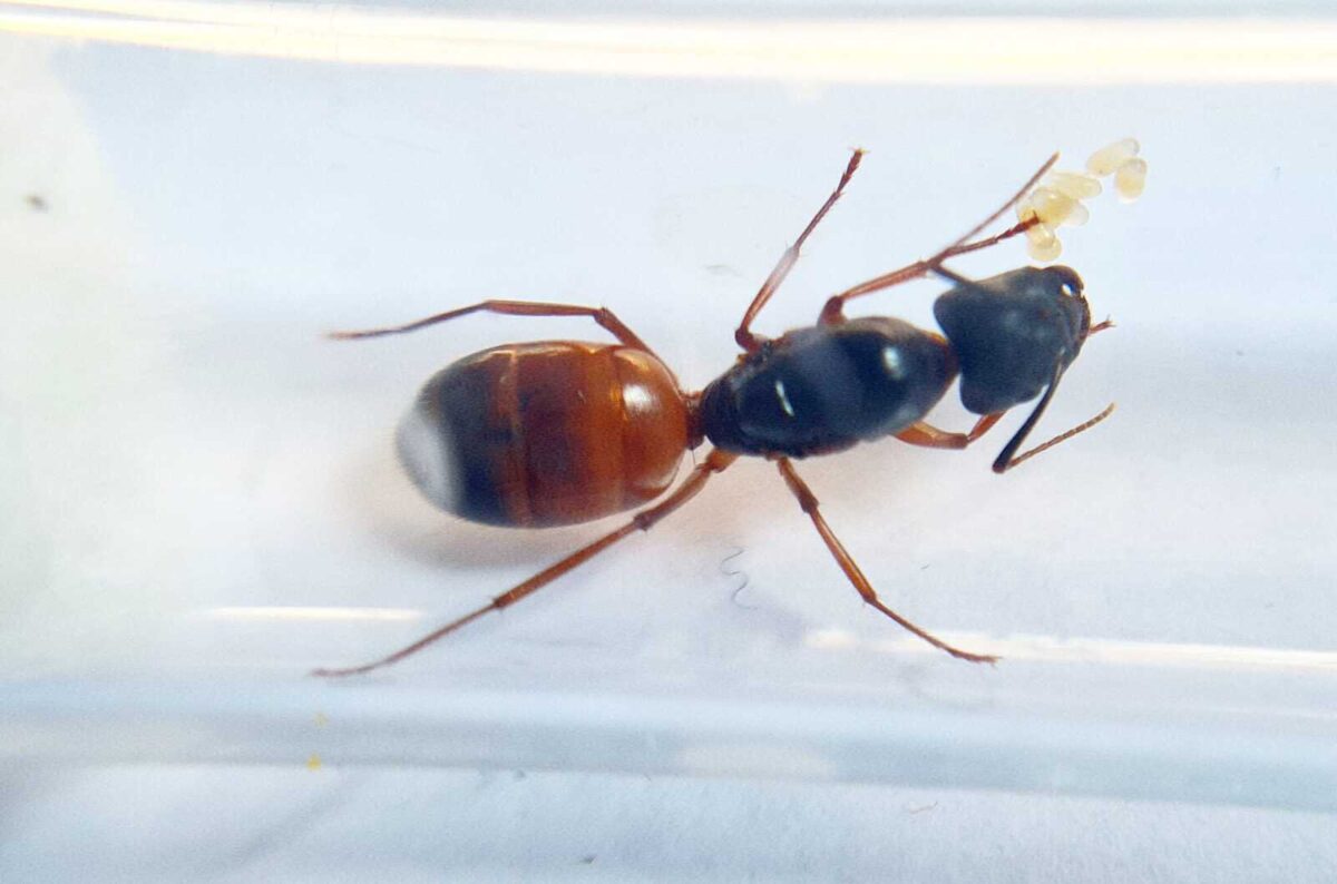 "Camponotus sansabeanus ant on a leaf."