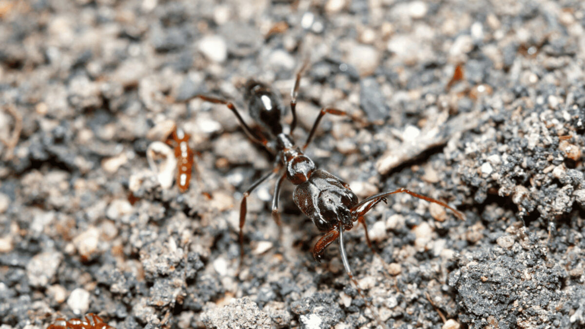 "La fourmi Odontomachus bauri, un puissant prédateur."