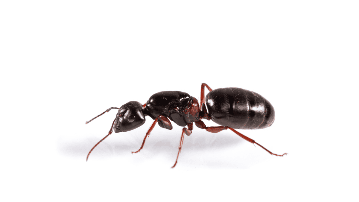 Texte alternatif : "Kit de colonie de fourmis Camponotus herculeanus"