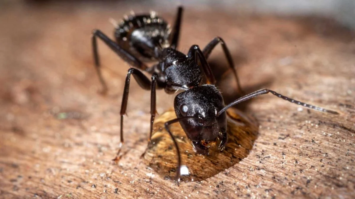 «Camponotus vagus: фото продукту».