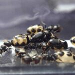 «Набір для мурашиної ферми Camponotus bellus»