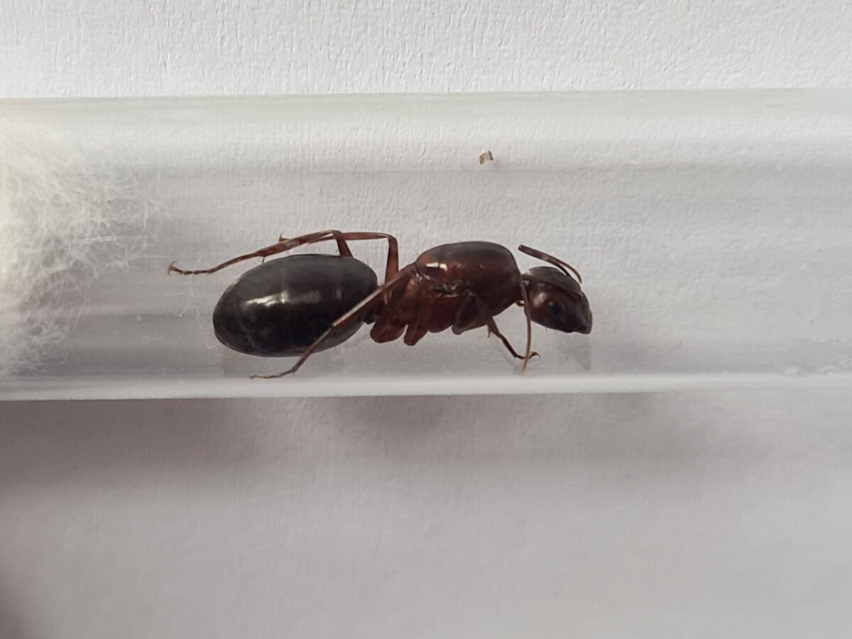 Ferme de fourmis 'Camponotus turkestanicus', mot-clé 'camponotus'.