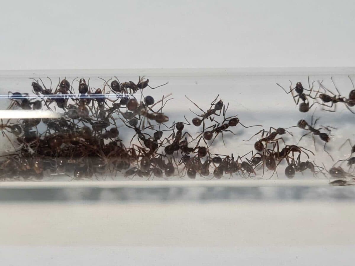 "Aphaenogaster schurri: Efficient and resilient ant."