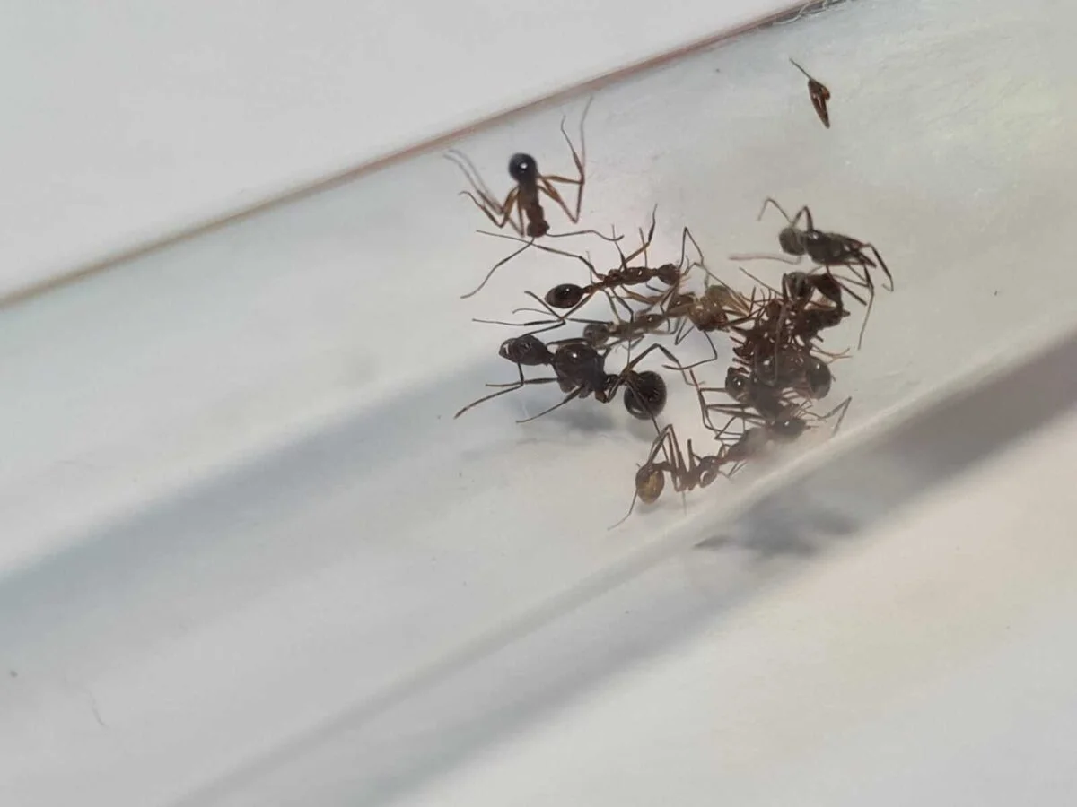 'Aphaenogaster feae' Зображення продукту: крихітна мураха з чіткими відмітками на тілі.