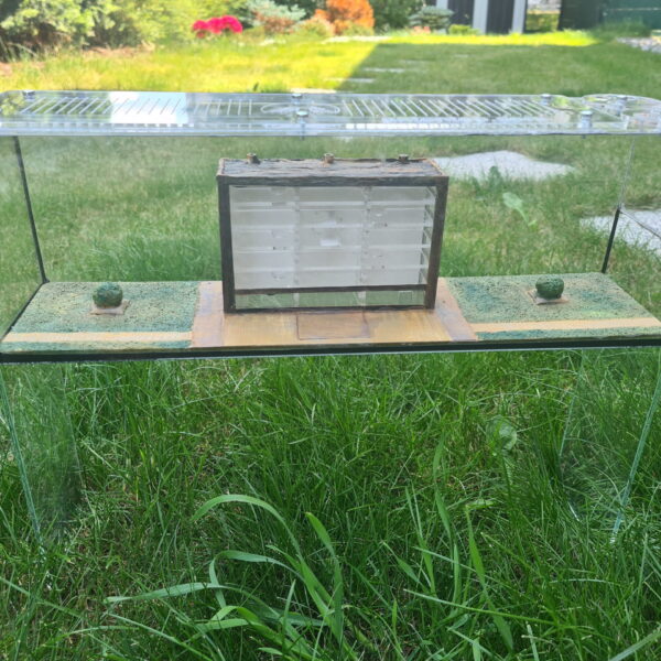 "Formicarium Pallida: A transparent ant habitat."
