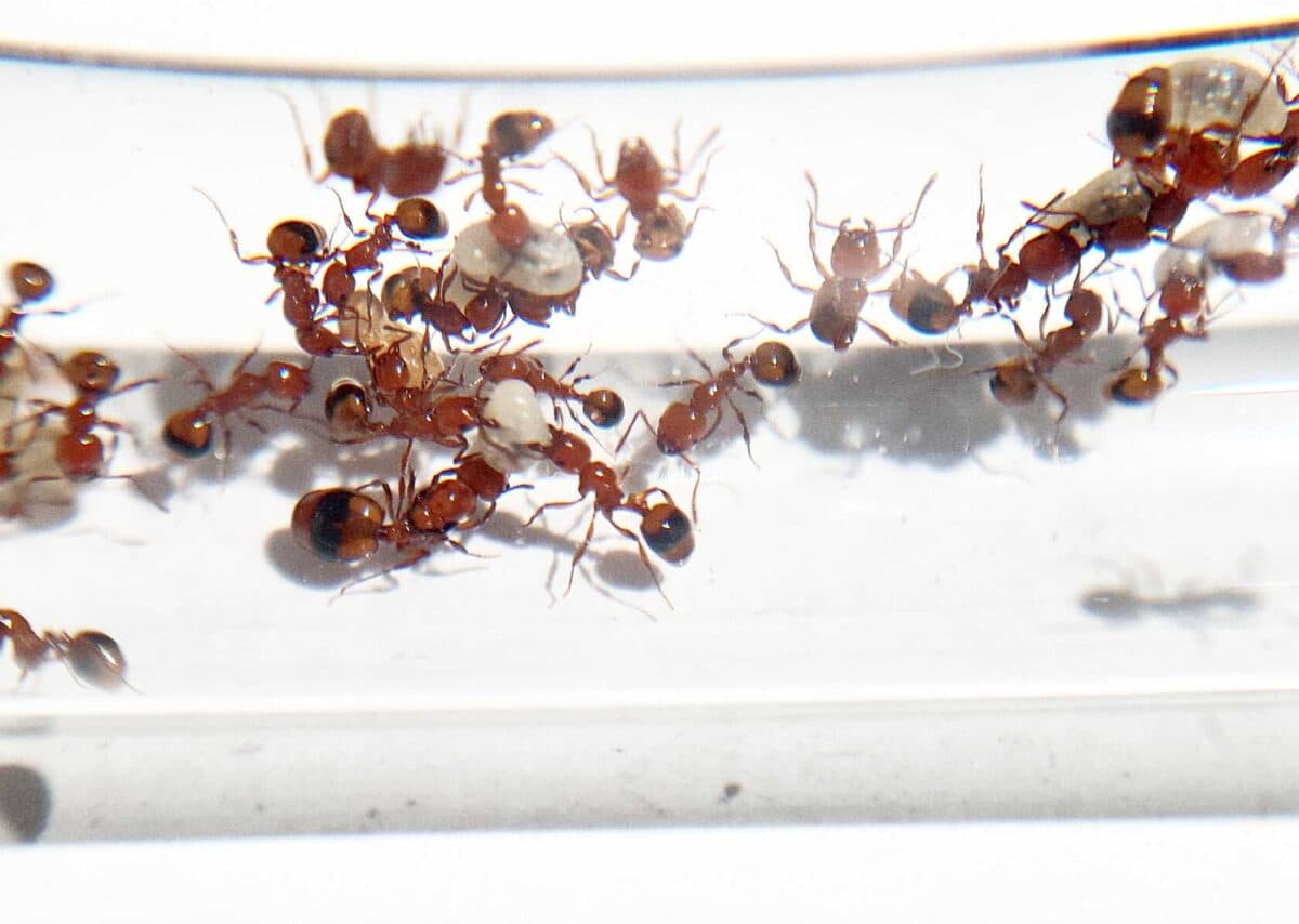 "Monomorium latastei ant - Маленька чорна мураха."