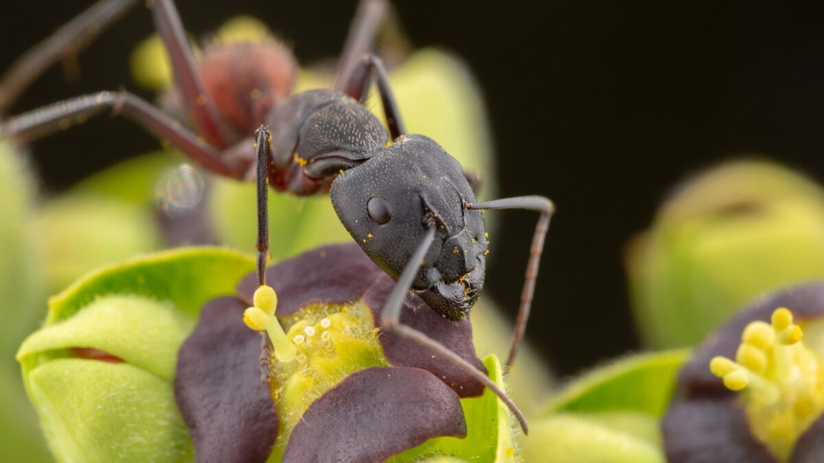 "Reina de la colonia de hormigas Camponotus cruentatus - rojo vibrante"