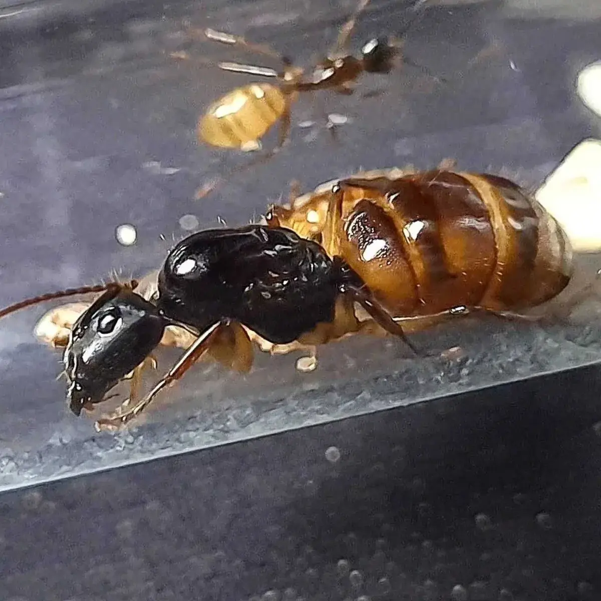 "Black Carpenter Ant (Camponotus atriceps) on display"