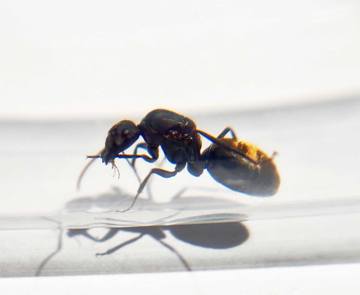 „Camponotus camelinus: Ein hochwertiges Insektenexemplar.“