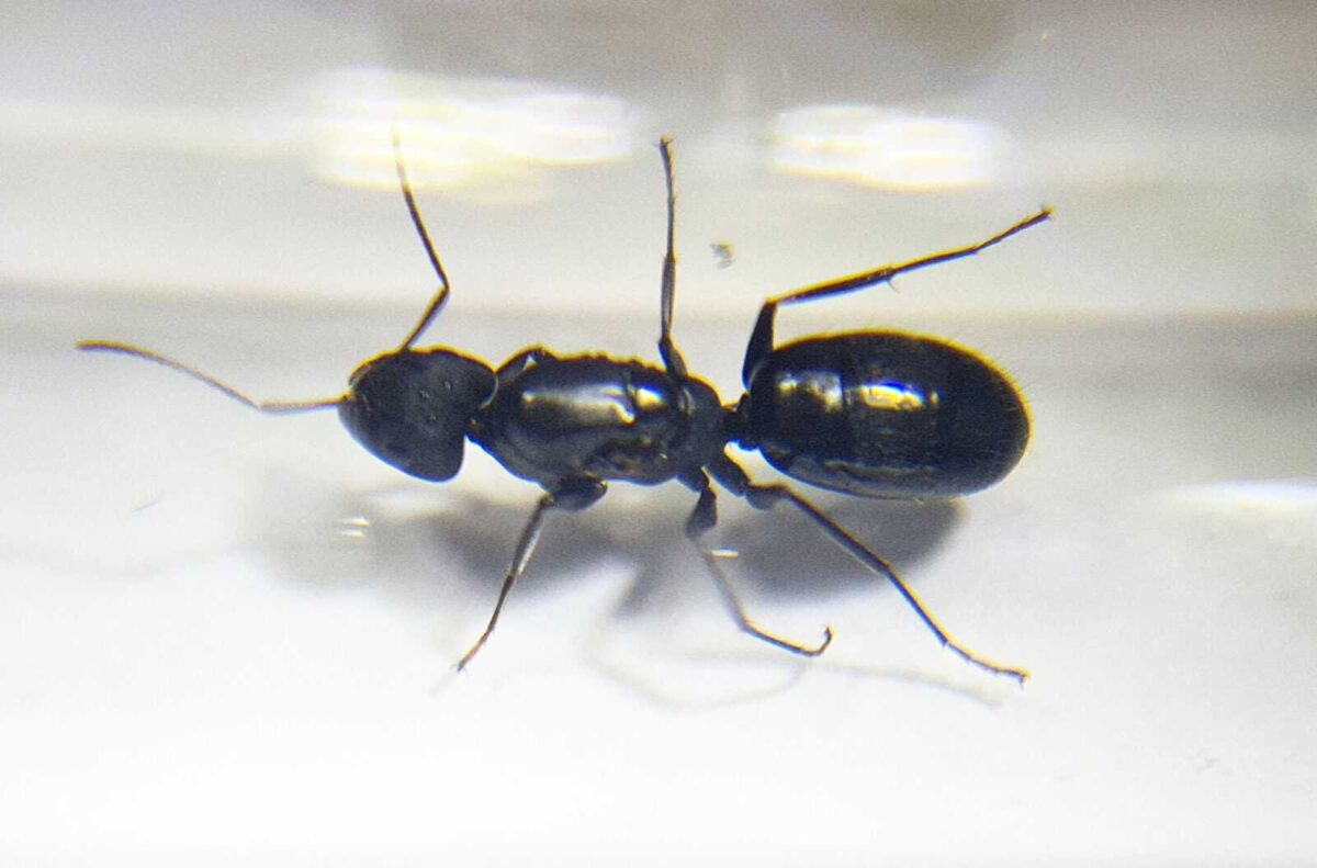 „Camponotus aberrans: Zestaw startowy do gniazda mrówek”