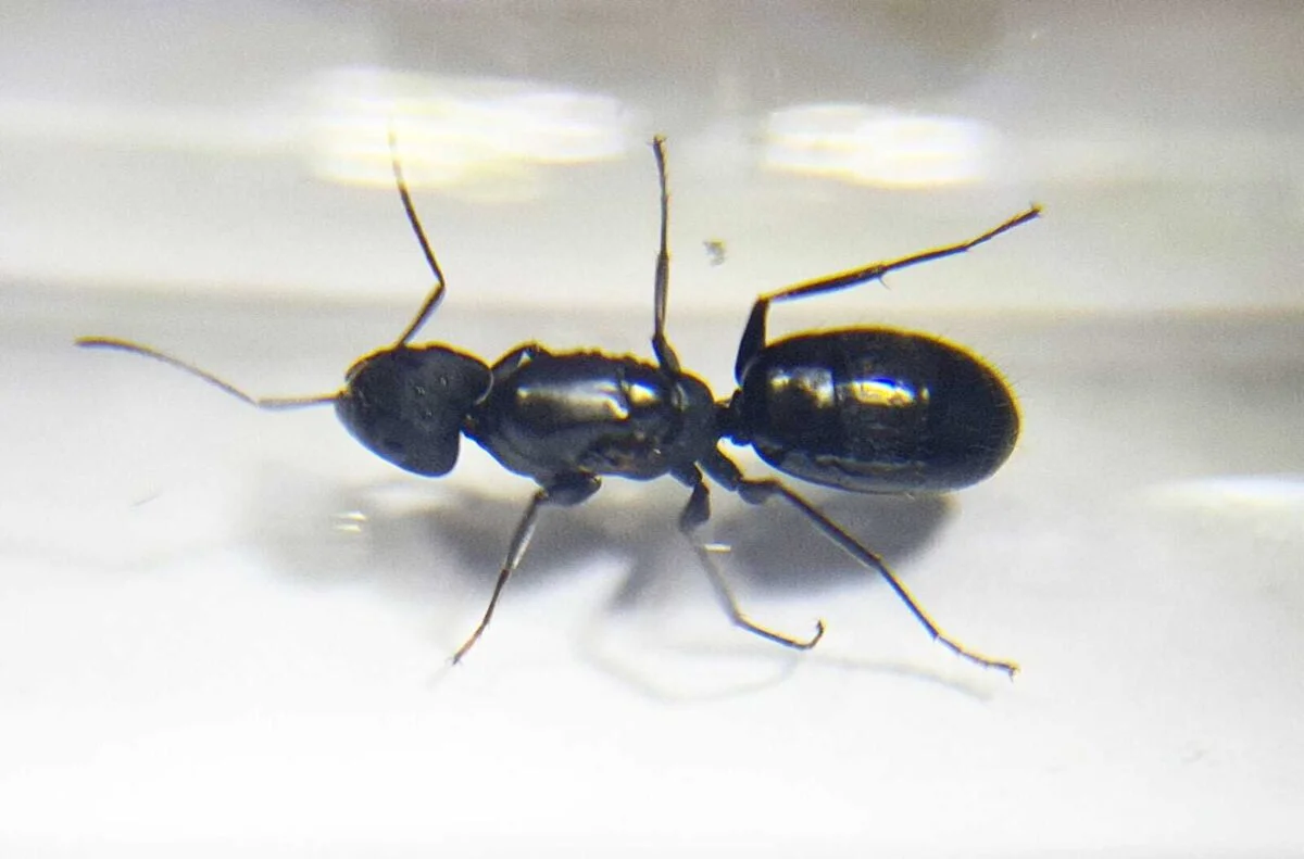 "Camponotus aberrans : Kit de démarrage pour nid de fourmis"