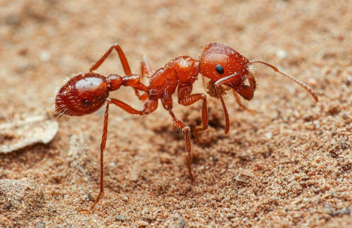 "Pogonomyrmex maricopa: High-quality ant colony starter"