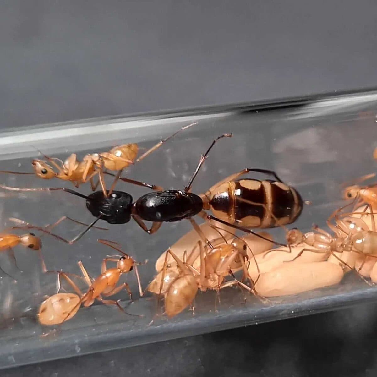 "Ferme de fourmis Camponotus maculatus à vendre"