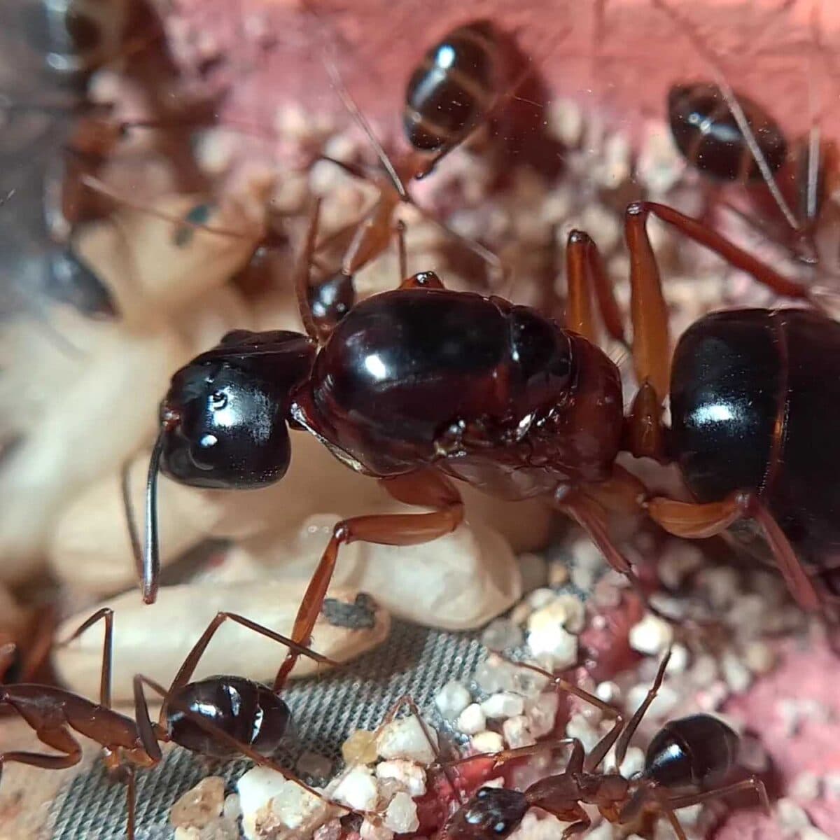 'Camponotus festinus' - A close-up image of the product.